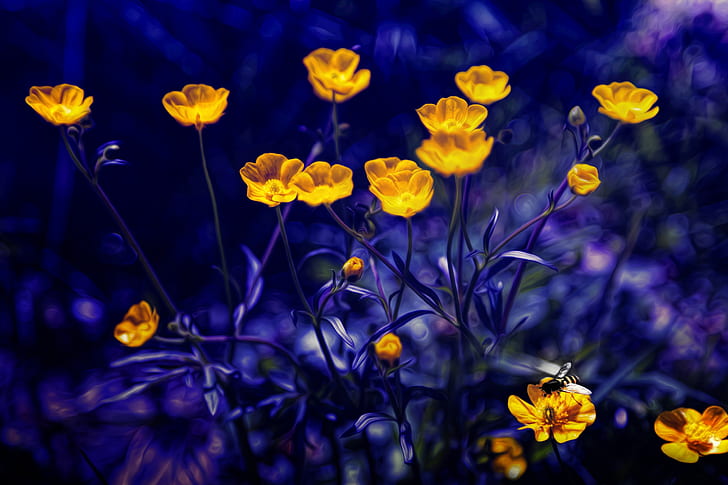 Yellow, Daffodils, 4K, HD wallpaper