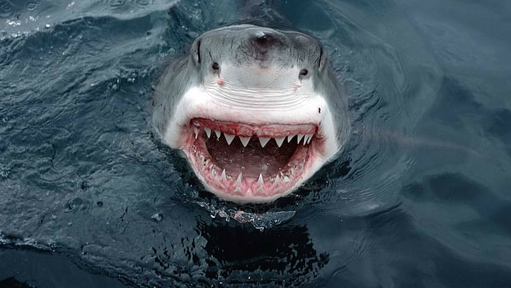 Shark Teeth Great White HD, animals, white, great, shark, teeth, HD wallpaper