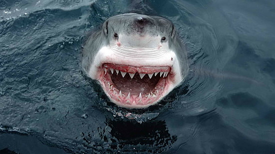 Shark Teeth Great White HD, animals, white, great, shark, teeth, HD wallpaper HD wallpaper