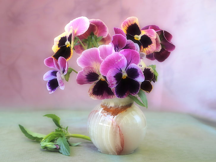 różowo-czarne bratki, kwiaty, delikatność, bukiet, wazon, martwa natura, fiolet, Tapety HD