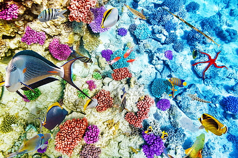 school of fish, fish, the ocean, world, underwater world, underwater, ocean, fishes, tropical, reef, coral, coral reef, HD wallpaper HD wallpaper
