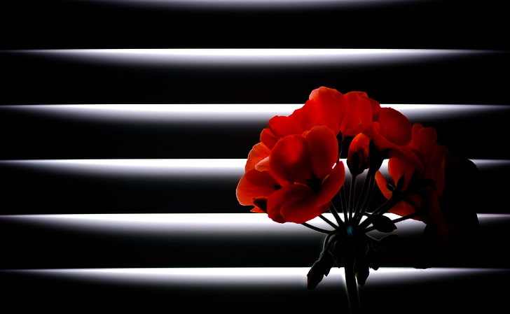 fiori rossi, geranio, fiore, stanza, persiane, luce, Sfondo HD