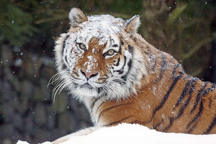 амуртигер, большая кошка, плотоядные животные, кошка, холодная, опасная, хищник, сибирский, сибирский тигр, снег, тигр, фотоохота, зима, HD обои