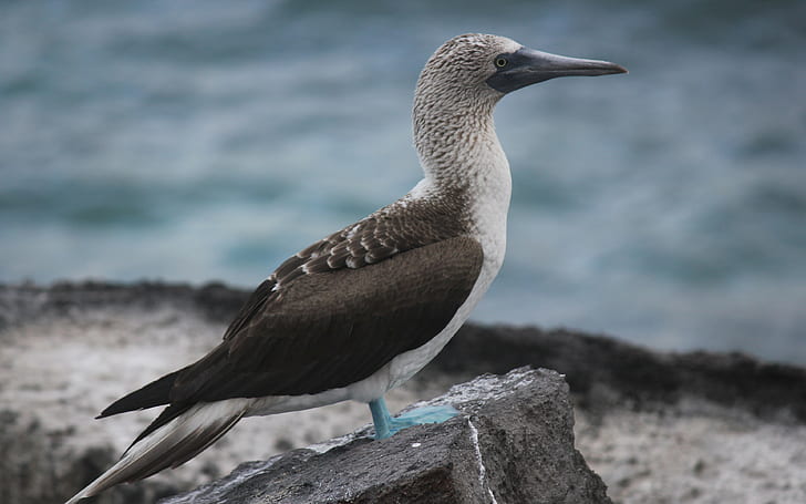 booby, galapagos islands backgrounds, bird, Download 3840x2400 booby, HD wallpaper
