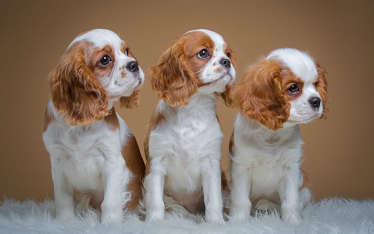 Spanyol, imut tiga anak anjing, Spanyol, imut, Tiga, anakan, Wallpaper HD