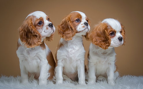Spaniels, ลูกสุนัขสามตัวที่น่ารัก, Spaniels, Cute, Three, Puppies, วอลล์เปเปอร์ HD HD wallpaper