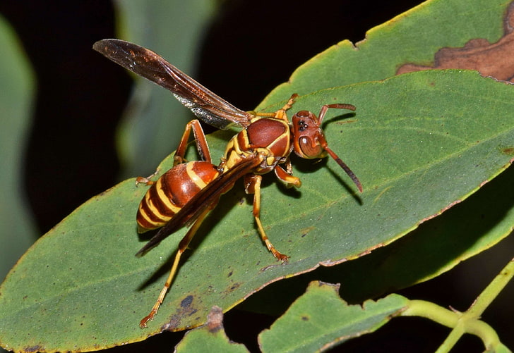 animal, arthropod, biology, close up, creature, entomology, fauna, flying insect, insect, leaf, macro, pain, painful, paper wasp, polistinae, sting, stinger, stinging insect, umbrella wasp, vespid, wasp, winged, winge, HD wallpaper