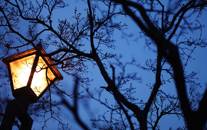 Blue Night Light Bulb, black metal outdoor lamp, Nature, Scenery, blue, branches, tree, night, natrue, HD wallpaper