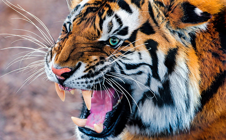 Snarling Tiger, black, white, and brown tiger, Animals, Wild, HD wallpaper