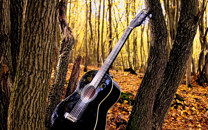 포레스트 기타-음악 테마 벽지, 검은 어쿠스틱 기타, HD 배경 화면