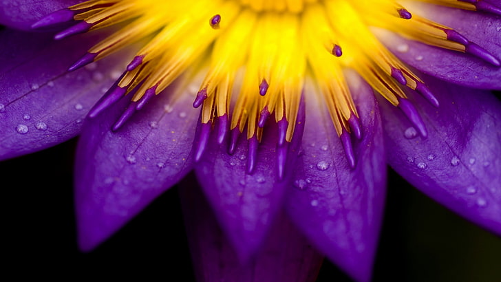 زنبق الماء الأرجواني زهرة الطبيعة ماكرو الزهور، خلفية HD