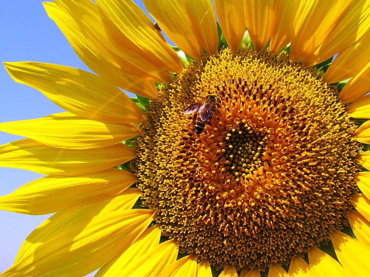 brown honeybee, sunflower, petals, bee, pollination, HD wallpaper