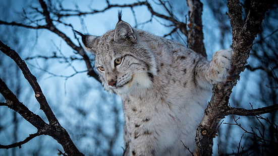 Lynx, pohon, hewan, cabang, kucing besar, cyan, malam, Wallpaper HD HD wallpaper