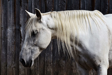 animal, equine, head, horse, horse head, mammal, mane, mare, outdoors, portrait, ride, rural, white horse, wood, HD wallpaper HD wallpaper