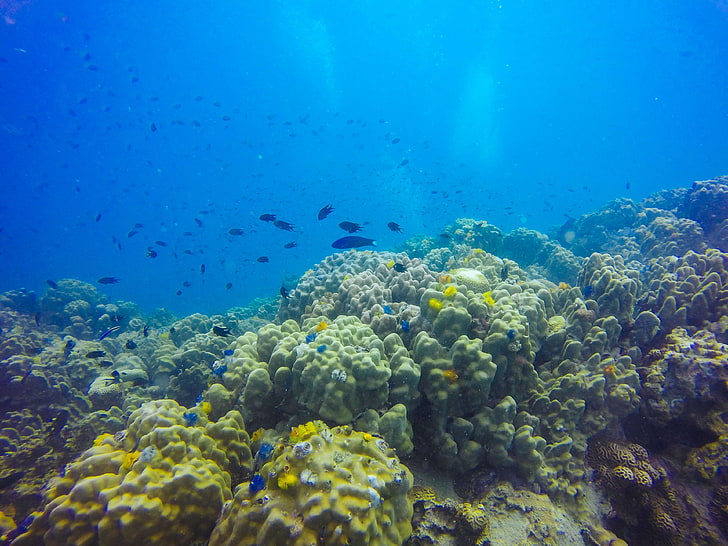 animal, aqua, aquário, aquático, atol, barreira, abaixo, azul, fundo, limpo, claro, colorido, coral, profundidade, mergulho, ecologia, ecossistema, exótico, peixe, jardim, ótimo, lagoa, paisagem, vida, luz,viver, marinho, natureza, ocea, HD papel de parede