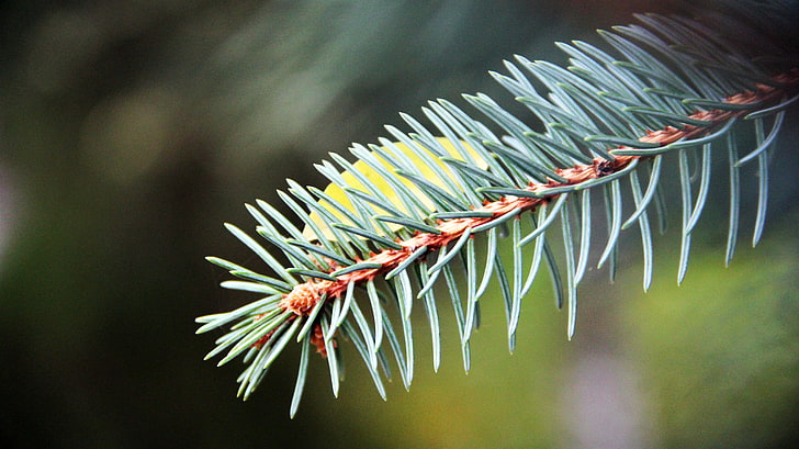ไก่งวงพืช Picea, วอลล์เปเปอร์ HD
