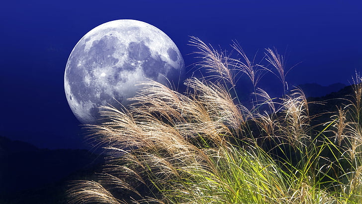 luna piena, luna, erba, notte, stupendo, stupendo, Sfondo HD