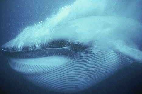 zwierzęta, wieloryb, morze, pod wodą, bąbelki, niebieski, cyjan, woda, Tapety HD HD wallpaper