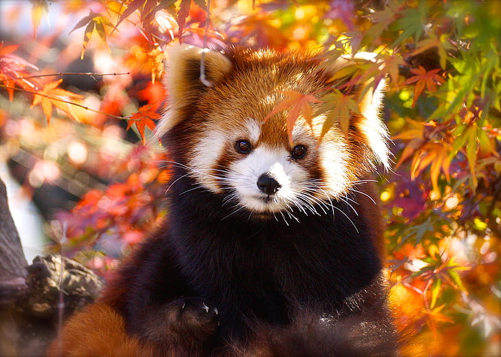 Животное, Красная панда, Осень, Дикая природа, HD обои