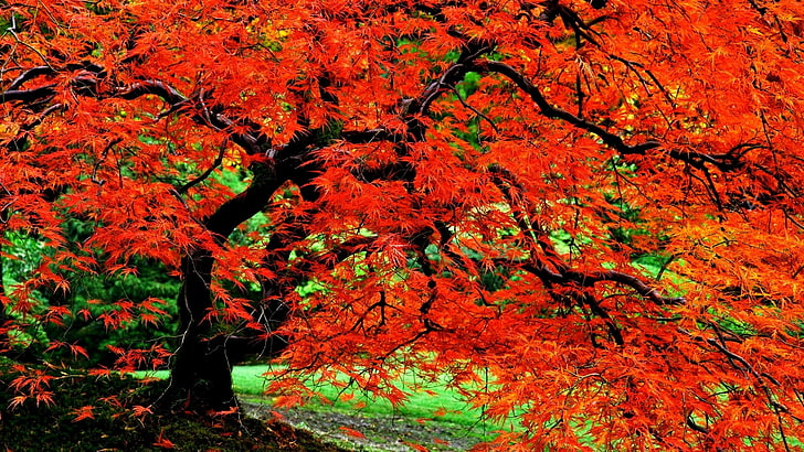 Trees, Tree, Close-Up, Fall, Foliage, Garden, Japanese, Leaf, Nature, Red, HD wallpaper