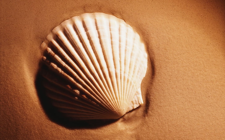 white scallop shell, sand, Shell, HD wallpaper