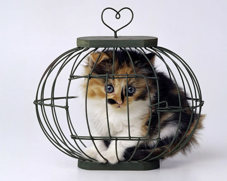 Cat Kitten Bird Cage Cage HD, zwierzęta, kot, ptak, kotek, klatka, Tapety HD