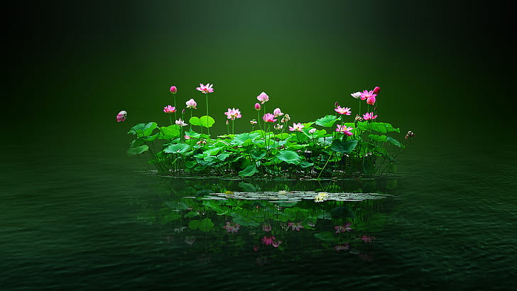 Kolam teratai, teratai, bunga, merah muda, air, daun bunga, daun teratai, hijau, kolam teratai, bunga, merah muda, air, daun bunga, daun teratai, hijau, Wallpaper HD
