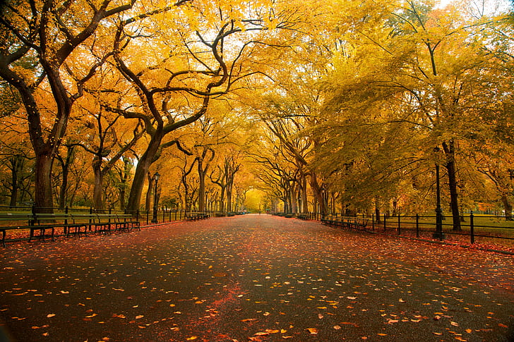 photo of pathway in a park with yellow leaf trees, american elm, york, central park, american elm, york, central park, American Elm, United States, New York, New York, New York City, City, Central, Central Park, Mall, Area, Fall Colors, photo, pathway, yellow, leaf, trees, United  States, New  York  City, City  Central, Central  Park, Mall, American  Elm, Elm  Tree, colors, leaves, sidewalk, color, fall  time, foliage, rain, wet, landmark, sight, photography, travel, chris, Big  Apple, autumn, tree, nature, park - Man Made Space, outdoors, season, forest, footpath, HD wallpaper