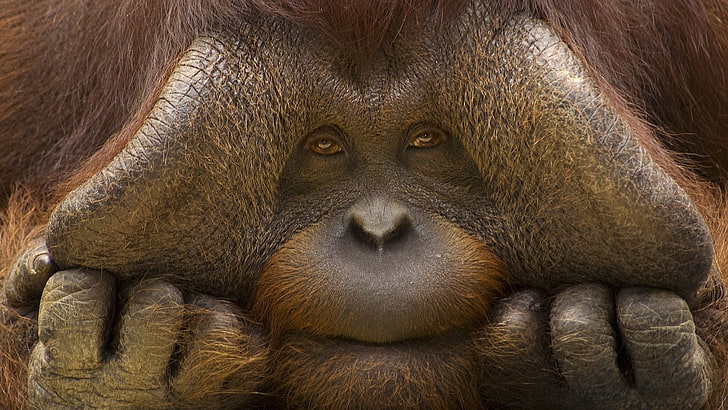 Animale dell'orangutan, natura, animali, oranghi, viso, triste, occhi, mani, museruole, primo piano, Sfondo HD