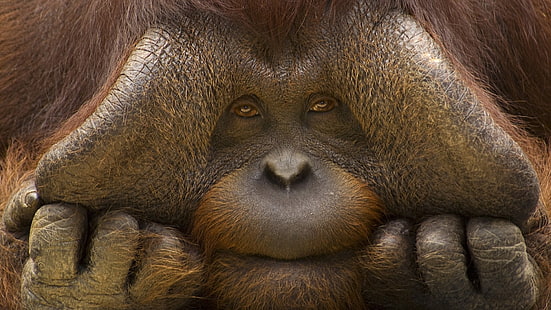 Zwierzę orangutan, natura, zwierzęta, orangutany, twarz, smutny, oczy, ręce, kagańce, zbliżenie, Tapety HD HD wallpaper
