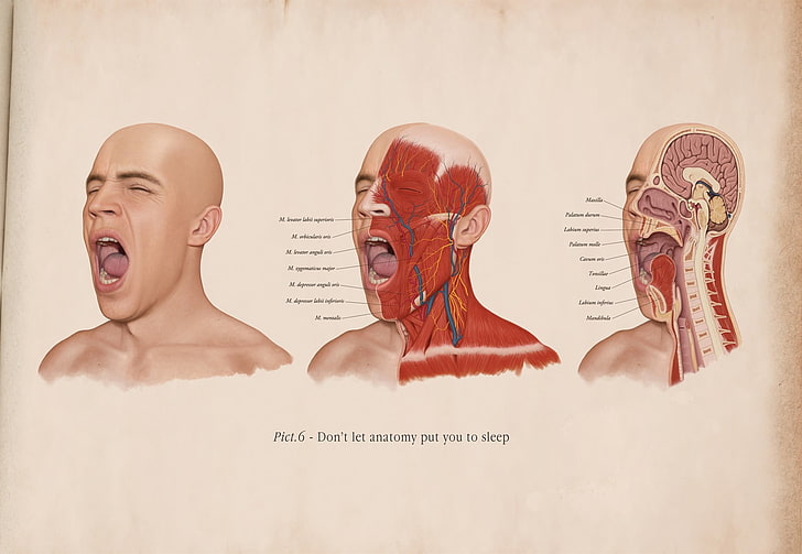 man faces illustration, science, anatomy, HD wallpaper