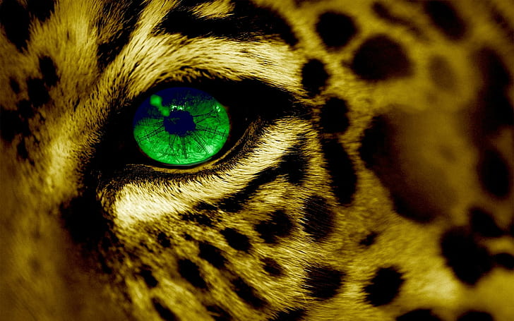 Ojo de gato, leopardo, cara, verde, animales, Fondo de pantalla HD