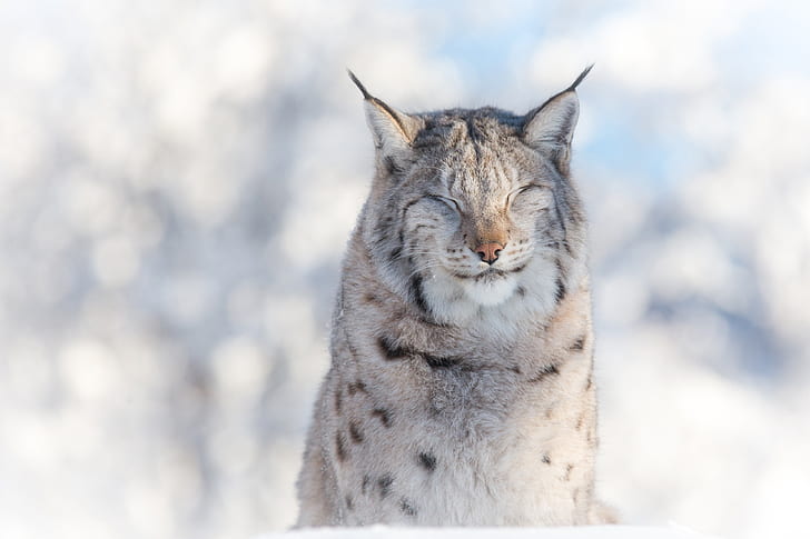 winter, face, portrait, predator, lynx, wild cat, squints, HD wallpaper