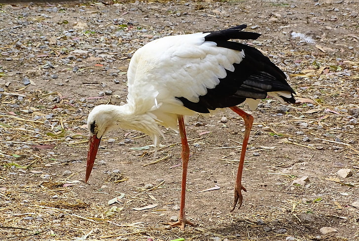 white and black stork bird, stork, bird, walk, HD wallpaper