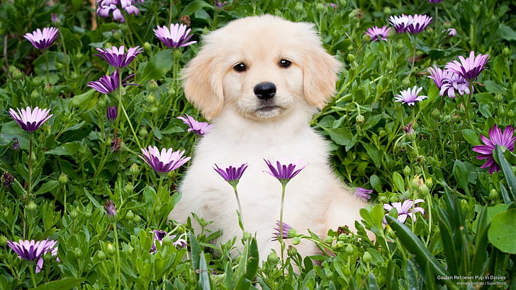 Golden Retriever Pup in Daisies, Dogs, HD wallpaper