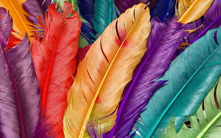 Colored Feathers Wide Cute Love Images Hd 1, HD wallpaper | Wallpaperbetter
