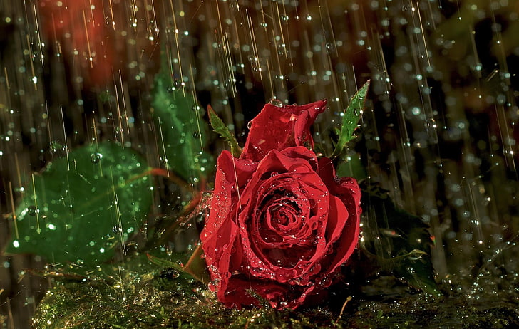 makro skott av röd ros, ros, blomma, droppe, regn, våt, HD tapet