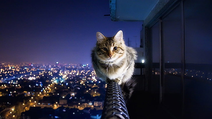 braune Tabbykatze, braune Tabbykatze auf Geländern, Katze, Lichter, Stadt, Stadtbild, Tiere, HD-Hintergrundbild