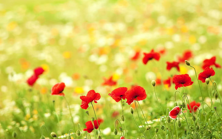 Lapangan Poppies, pemandangan, indah, bidang bunga, bunga poppy, rumput, indah, bunga, bidang bunga poppy, bidang, perdamaian, Wallpaper HD