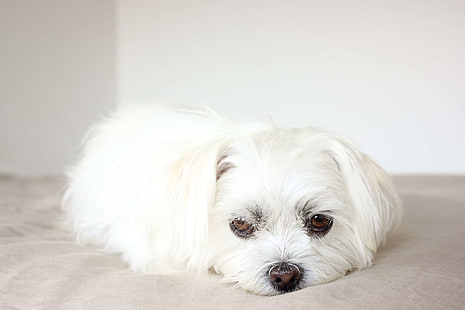 прелестный, собака, милый, собака, порода собак, дружба, любовь, мальтийский, домашние животные, портрет, щенок, щенок, Ши-тцу, белая, белая собака, белый щенок, HD обои HD wallpaper
