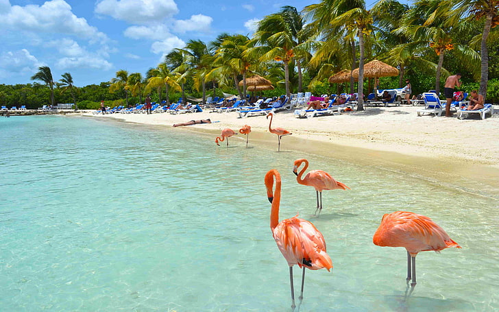 طيور النحام الجميلة على شاطئ أروبا ، جزيرة أروبا ، طيور البحر الكاريبي ، خلفيات HD 4608 × 2880، خلفية HD