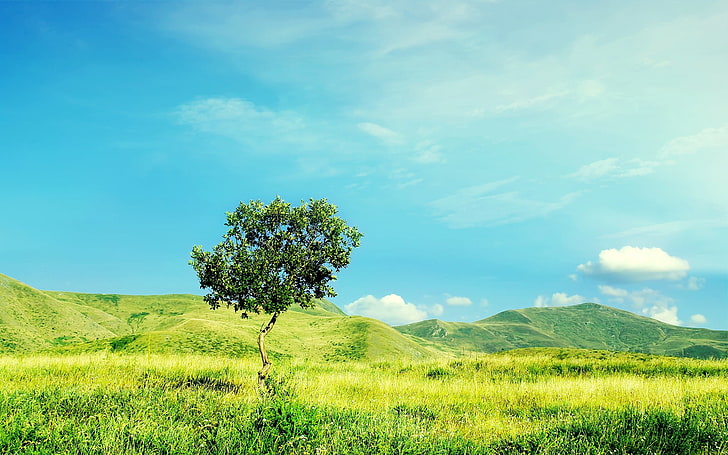 green tree, tree, summer, day, lonely, field, meadow, HD wallpaper