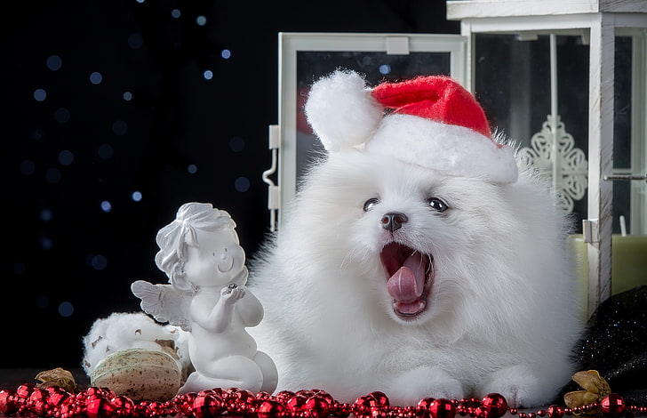 white Pomeranian puppy, dog, beads, figurine, cap, angel, Spitz, HD wallpaper