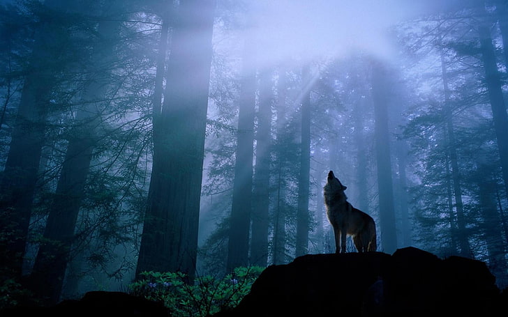 gray wolf, animals, forest, wolf, mammals, mist, HD wallpaper