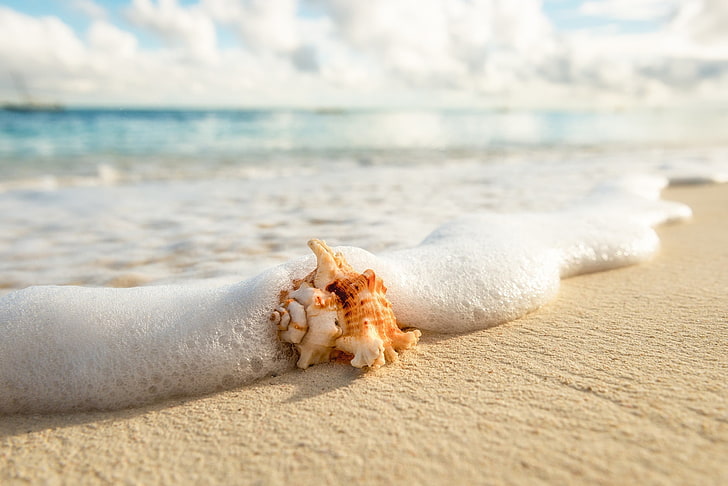 orange and white snail, sea, beach, summer, foam, macro, shell, HD wallpaper