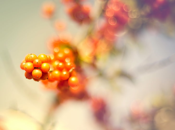 Wild Berries, round orange fruits close-up photography, Aero, Macro, Orange, Berry, bokeh, Berries, HD wallpaper