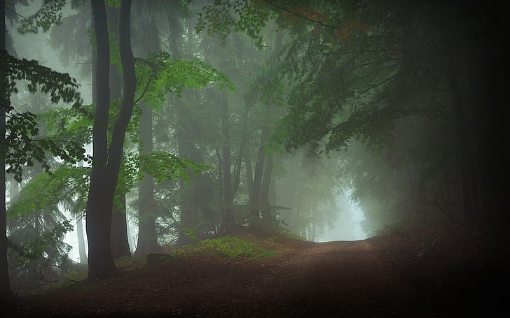 naturaleza, paisaje, mañana, bosque, camino de tierra, niebla, luz del día, árboles, atmósfera, Fondo de pantalla HD