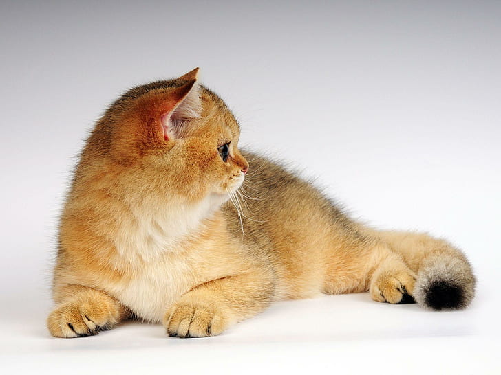 生G色の猫、オレンジ色のトラの子猫、生ingerの色、猫、かわいい、動物、 HDデスクトップの壁紙