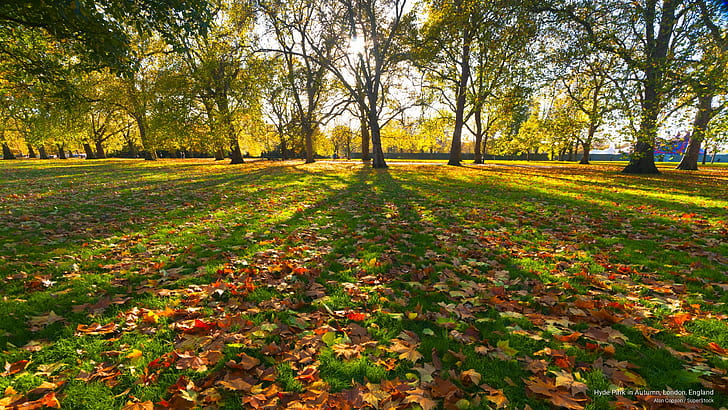 Hyde Park in autunno, Londra, Inghilterra, autunno, Sfondo HD