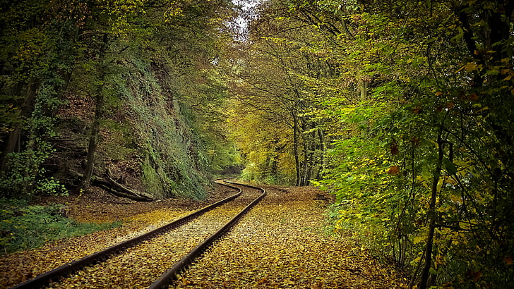 nature, leaves, woodland, track, forest, railroad, railway, train track, wilderness, autumn, tree, HD wallpaper